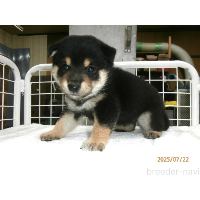 販売中の大阪府の柴犬-401418の3枚目